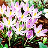 10x Crocus Bulbes Fleurs roses Bulbes Fleurs Printemps Crocus sativus Fleurs à planter Crocus Lilac Beauty