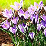 10x Crocus Bulbes Plante Vivace Bulbes de Crocus Fleurs Printemps Bulbes Crocus Sativus Spring Beauty