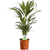 13 cm Palmier Areca – 1 plante – Plante Palmier en Pot Vivant pour Maison / Bureau