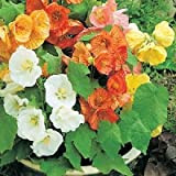 15+ Abutilon floraison Mix Maple/Graines de fleurs vivaces