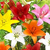 15 collections de lys asiatiques en 5 variétés | 3 de chaque couleur | Bulbes de lys de Hollande | ...
