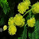 15 graines d'acacia dealbata (acacia mimosa)
