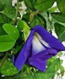 15 graines de Clitoria ternatea Double fleur bleue Rare papillon pois vigne