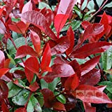 15 graines de Red Robin Photinia