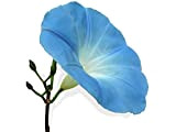 15 graines Fleurs - IPOMEE géante bleu d'azur H. 5 Mètres - Ipomoea