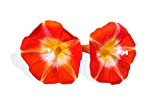 15 graines Fleurs - IPOMEE Rouge Scarlet O'hara H. 5 Mètres - Ipomoea