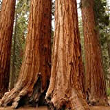 15 graines - Graines géant Sequoia arbre (Sequoiadendron giganteum)