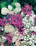 15 Graines semence fleur monnaie du pape mix violet et blanc lunaria annua