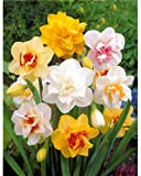 15 Narcisse à fleurs doubles en mélange - Willemse