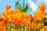 150 Graines de Pavot de Californie- fleurs mellifères - semences paysannes
