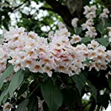 150pcs Paulownia Graines Blanc Fleurs pour le Jardin et Cour Plantation À Feuilles Caduques Princesse Arbre Facile à Planter Bonne ...