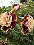 2 Crème Maroon Rose du Désert Graines Adenium obesum fleur vivace Floraison Exotique