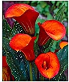2 pièces Ampoules de Lys Calla Flamme Jaune rouge couleur intense extérieur jardin cour facile à planter décoration fleurs coupées ...
