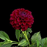 2 Pièces Bulbes De Dahlia Fleur Décorative Accrocheuse Rhizome Rouge Vin Profond Pour Jardin Jardinage Maison Bricolage Bouquet Facile à ...