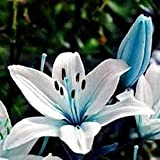 2 pièces Lys vivace Bulbes Fleur de lys coeur bleu rare parfum léger facile à planter fleur exotique robuste adaptabilité ...
