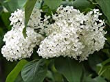 20 Arbre Blanc Lilas Colibri Fleur parfumée Peking Syringa Vulgaris Pekinensis Graines
