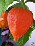 20 graines AMOUR EN CAGE (Physalis Franchetii) G26 9 CHINESE LANTERN PLANT SEEDS