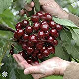 20 Graines De Cerisier Graines De Cerisier Noir Graines D'arbres Fruitiers Rares Pour La Plantation De Jardin à La Maison