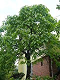 20 graines de l'arbre de Worm Catalpa SF129 (Catalpa bignonioides)