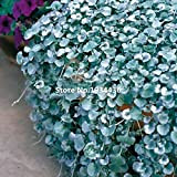 20 Graines Dichondra Repens Argent Couverture Chutes Emerald chutes au sol dans des paniers suspendus belles plantes en pot très ...