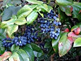 20 graines - Oregon houx raisin, Mahonia aquifolium, Graines arbustifs (comestibles, Hardy, Showy)