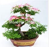 20 Graines Pieces Bonsai Albizia fleur appelée semences Mimosa Arbre Soie rares plantes de jardin en pot arc-en-Fleurs Pot