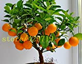 20 pcs bonsaï graines oranges NO OGM arbre mini bonsaï Balcon Patio en pot Arbres fruitiers Kumquat Graines Tangerine Citrus