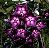 20 pcs Hoya Violet Blanc Graines Boule Orchard Flower Garden Seed Orchard Plante