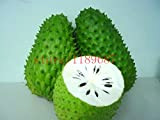 20 pcs SOURSOP Graviola Guanabana Annona muricata SEEDS Tropical Fruit NO-GMO good for health