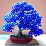 20 pcs Violet bleu Ghost Érable japonais, (Acer Palatum), Graines de graines de fleur de bonsaï, arbre, Plante en pot pour ...
