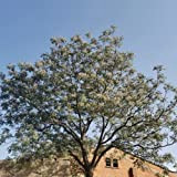 20 Pièces graines d'arbre de Neem adaptées à la plantation dans un jardin espace vert belles fleurs couleurs rafraîchissantes agréables ...