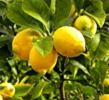 20 Pièces Graines De Citron Graine De Citron Vert à L'odeur Fraîche Pour La Plantation De Jardin En Plein Air ...