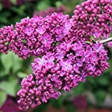 20 Pièces Graines De Lilas Rare Violet Rouge Petites Fleurs Fleurs Parfumées Jardin De Plantation Parfumé Facile Pratique Convient Aux ...