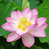 20 Pièces Graines De Lotus Fleurs De Nénuphar Rose Décorer Balcon De Jardin Pour La Plantation Extérieure Intérieure A Une ...