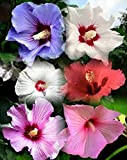 20 pièces Rose de Sharon Seeds Exsude un parfum léger Hibiscus Syriacus Seeds Althea Elegant Ornamental Flower