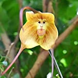 20 Pièces/Sac Graines D'orchidée Rare Forme Spéciale Graines De Fleurs Vivifiantes Portables Pour Balcon Plante Graines De Jardin Jaune Fleur ...