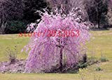 20 sakura graines d'arbres graines fontaine pleurs de cerisier, japonais graines d'arbres bonsaï pour le bricolage jardin Arbre nain
