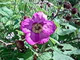 20 Violet Floraison Raspberry Thornless comestible Rubus odorante Fruits Berry Graines