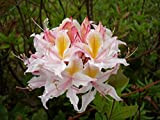 20 Western Azalée Rose Blanc Jaune Arbuste Fleur Rhododendron Graines de l'Ouest