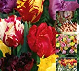 20 X Bulbes de Tulipes Perroquet