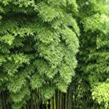 200 graines de bambou Moso Bambou Phyllostachys pubescens géant