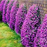 200 graines / lot rock Cress, GRAINES Aubrieta Cascade Purple Flower, couvre-sol vivace Superbe maison jardin