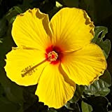 200 pièces graines d'hibiscus populaires fleurs de jardinage vivaces pour la plantation de jardin extérieur frappante fleur jaune ajouter de ...