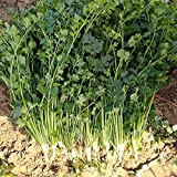 200 pièces graines de coriandre faciles à planter taux de germination élevé graines de légumes héritage non-OGM maison jardin Patio ...