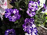 200 pièces Graines de Pétunia New Petunia Blue Sky charmantes fleurs uniques pour la décoration de jardin Plantation dans la ...