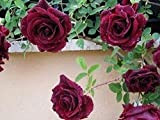 200 pièces Graines de rose grimpante Grimpeur rouge profond Très belles fleurs grimpantes ornementales Facile à planter Taux de survie ...