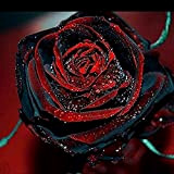 200 pièces Graines de rose pour graines de roses rares fleur de rose noire avec bord rouge graines de fleurs ...