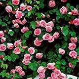 200 pièces Graines de roses grimpantes rares Très belles fleurs grimpantes ornementales graines de fleurs exotiques jardin vivace rustique