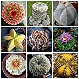 200pcs Couleurs Mélangées Graines De Cactus Maison Jardin Bonsaï Balcon Décoration Couleur mixte Graines de cactus