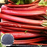 200Pcs Graines de rhubarbe Taux élevé de germination facile à faire pousser facile à manipuler Légumes délicieux et Nutritifs Maison ...